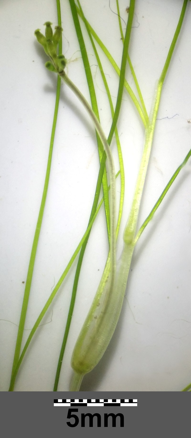 Widgeongrass photo 5