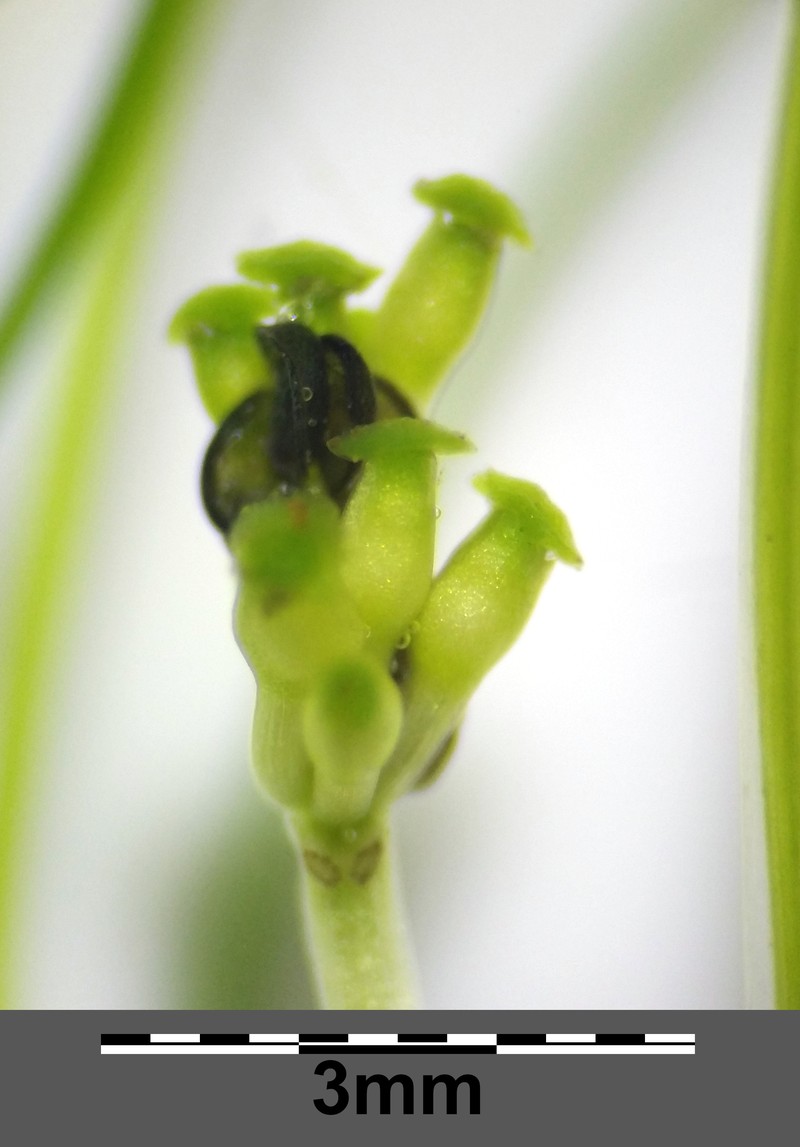 Widgeongrass photo 6