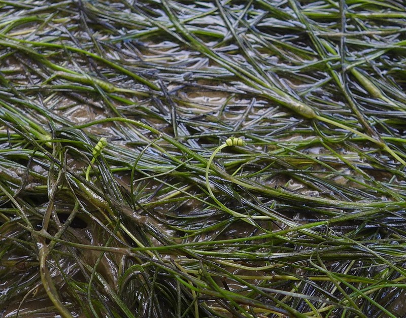 Widgeongrass photo 2