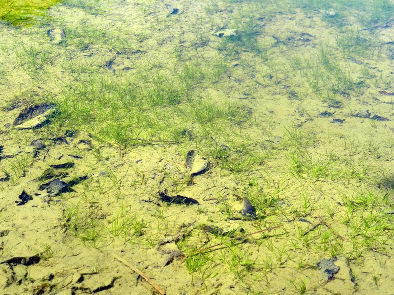 Widgeongrass photo 3