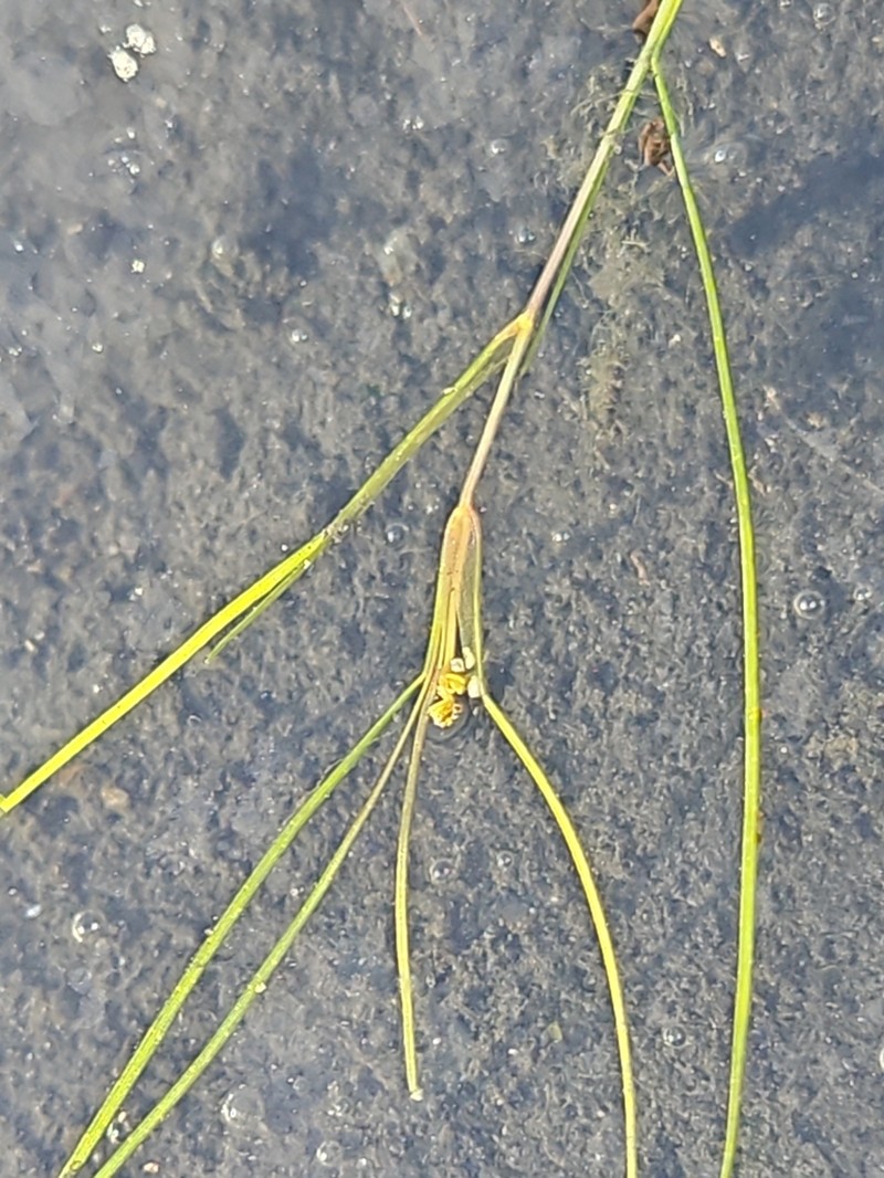 Widgeongrass photo 4