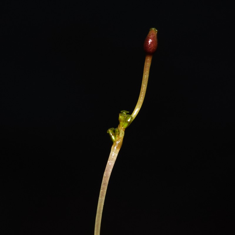 Widgeongrass photo 5