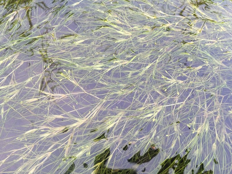 Widgeongrass photo 7