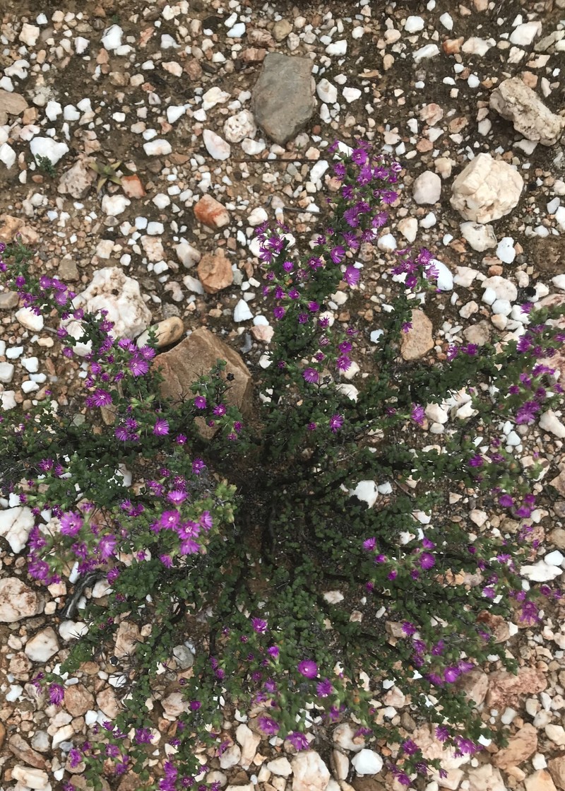 Ruschia cradockensis subsp. cradockensis