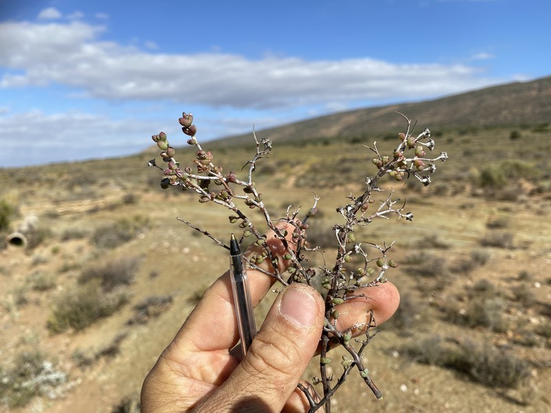 Ruschia cradockensis subsp. cradockensis photo 4