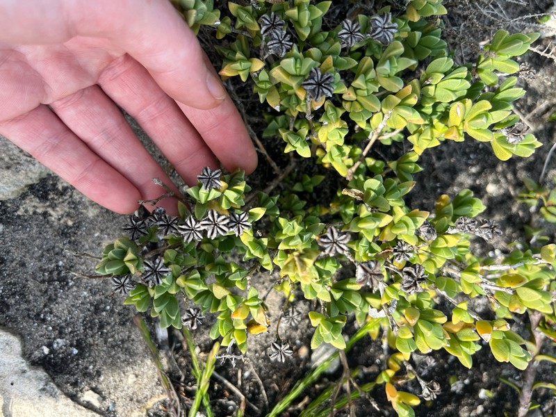 Ruschia neovirens