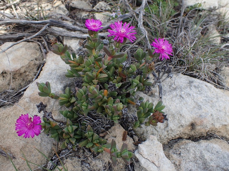 Ruschia neovirens photo 2