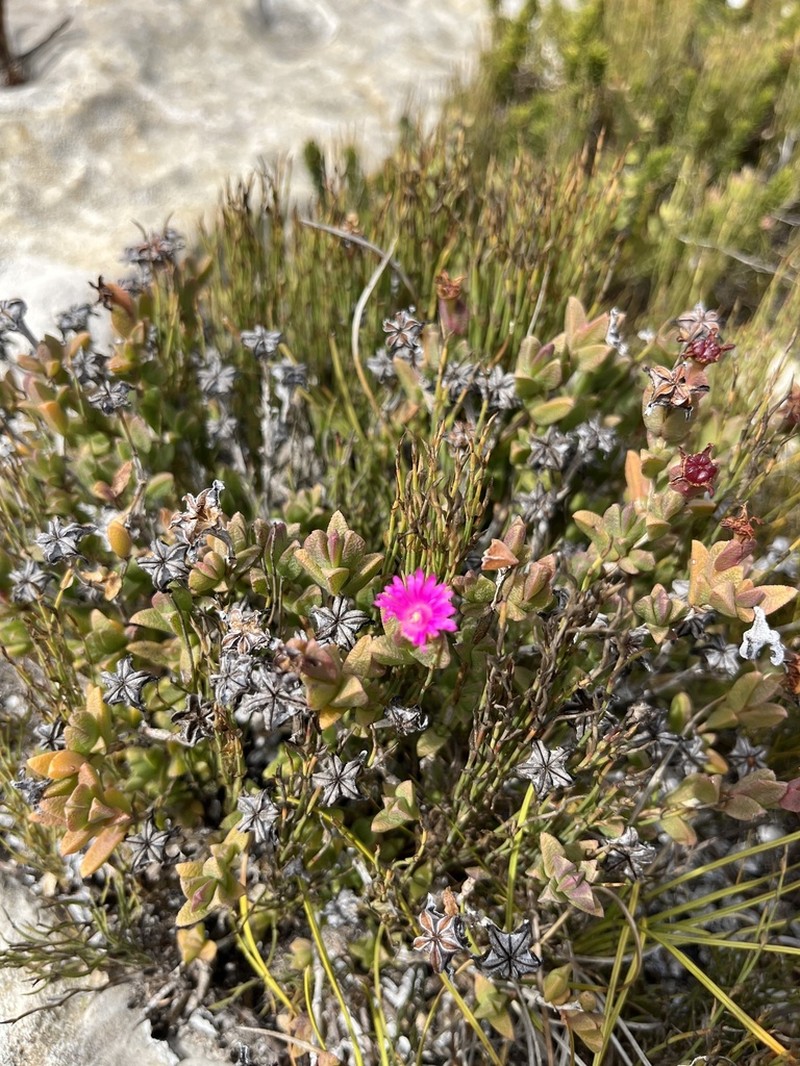 Ruschia neovirens photo 3