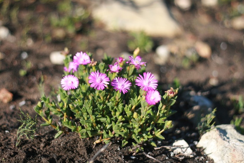 Ruschia neovirens photo 5