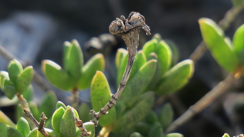 Ruschia neovirens photo 6