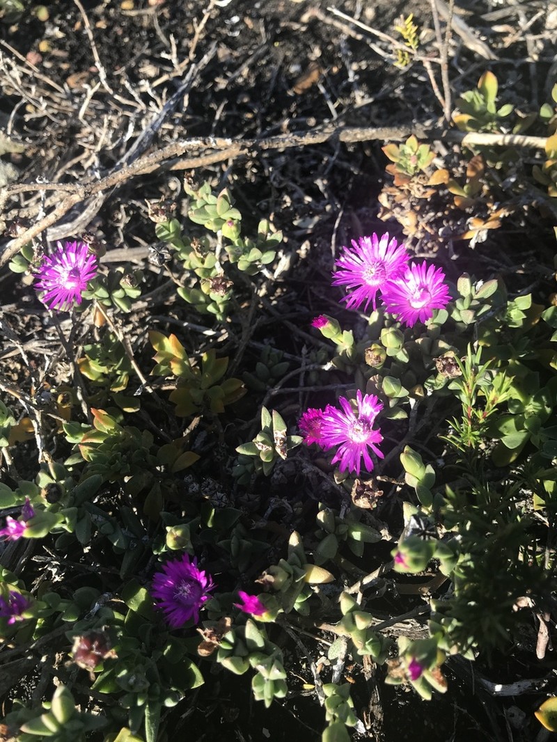 Ruschia neovirens photo 7