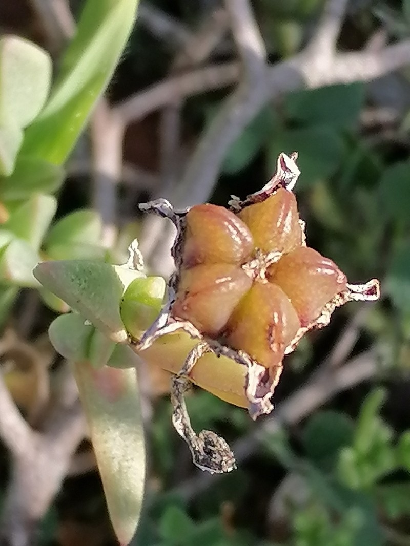 Ruschia neovirens photo 8