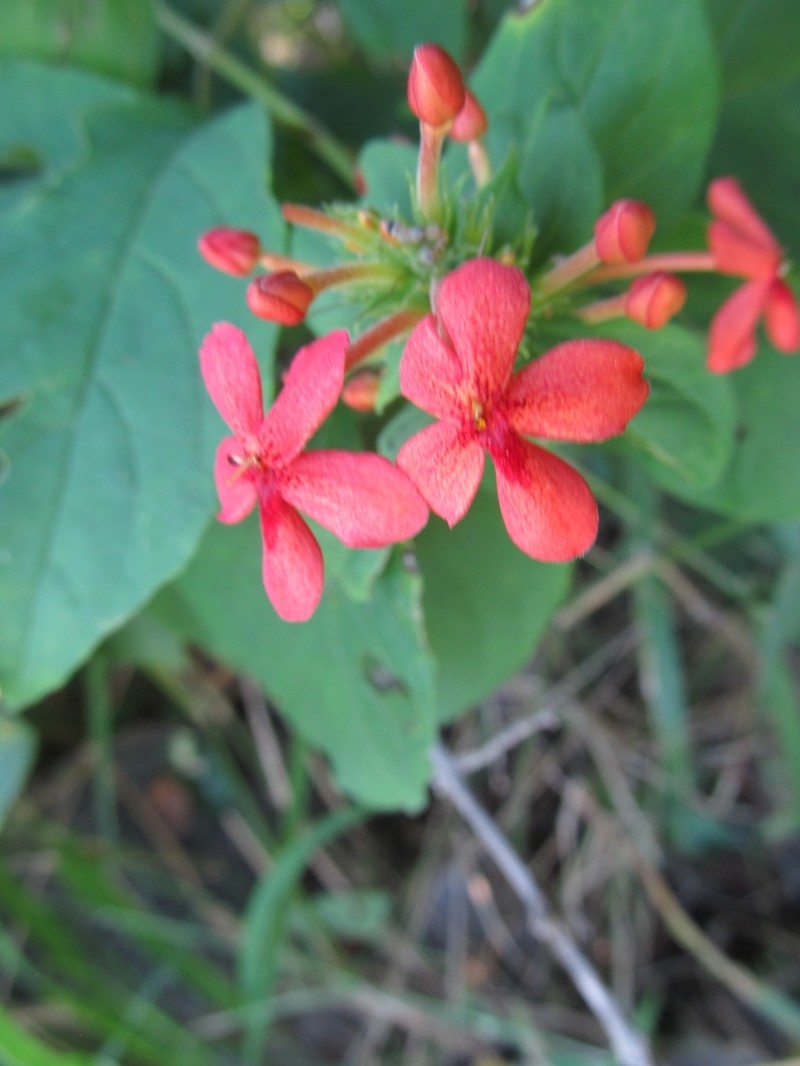 Ruspolia australis photo 2