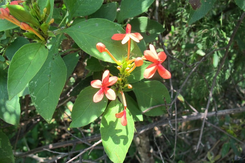 Ruspolia australis photo 4