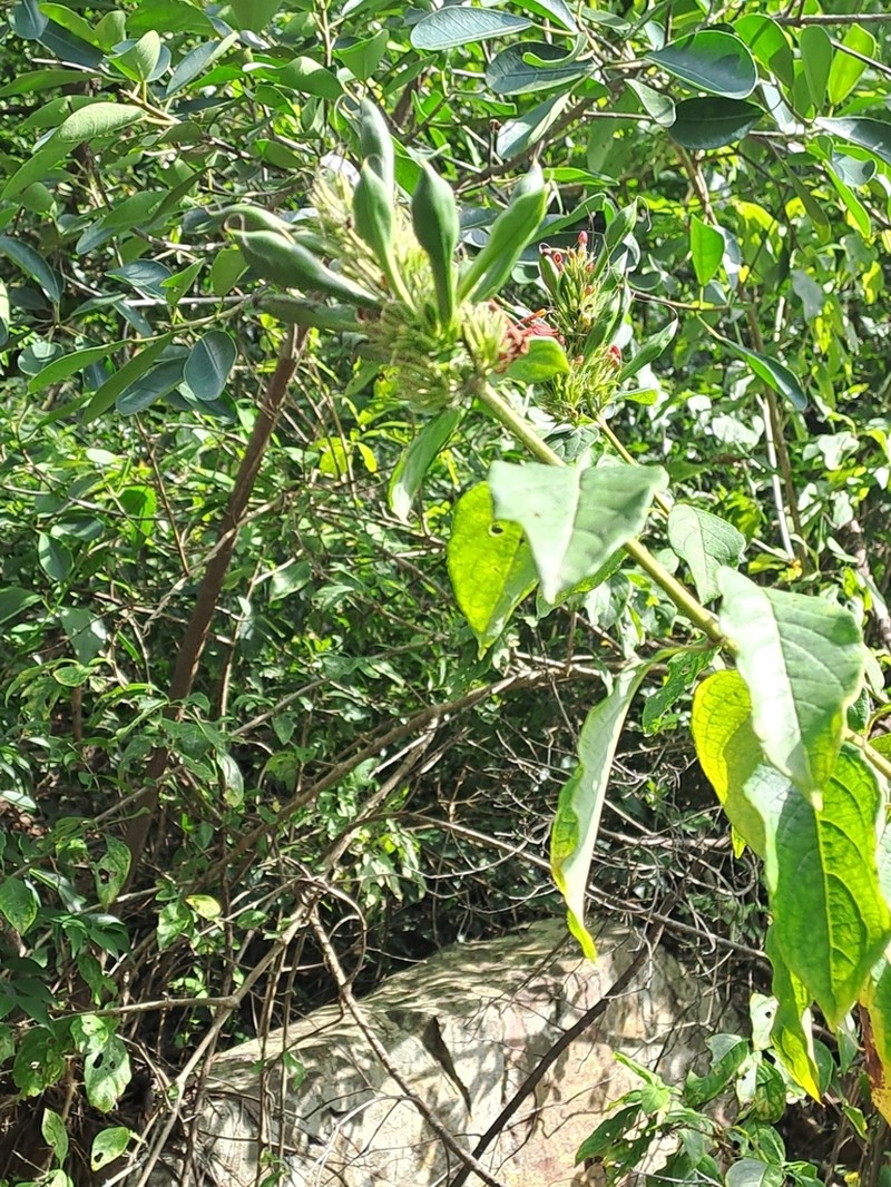 Ruspolia australis photo 6