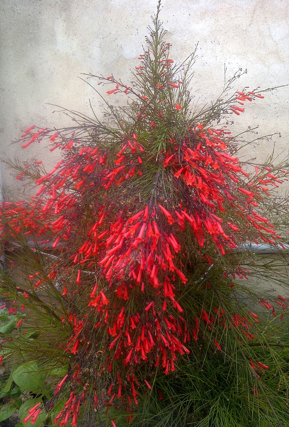 Fountainbush photo 6