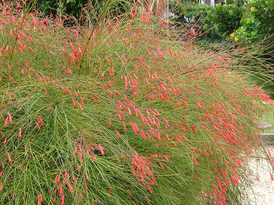 Fountainbush photo 7