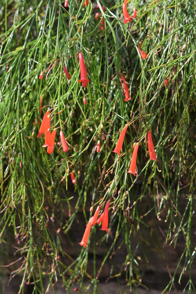 Fountainbush photo 3