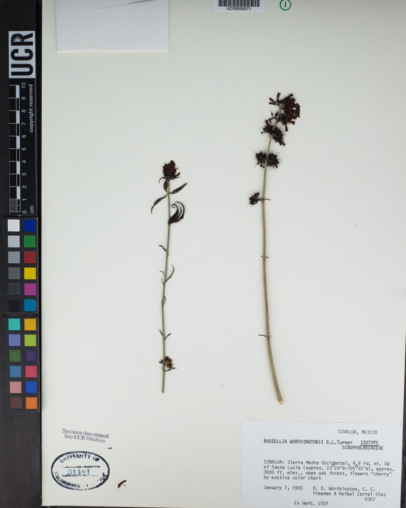 Russelia worthingtonii
