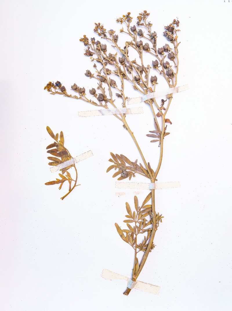 Fringed Rue photo 4