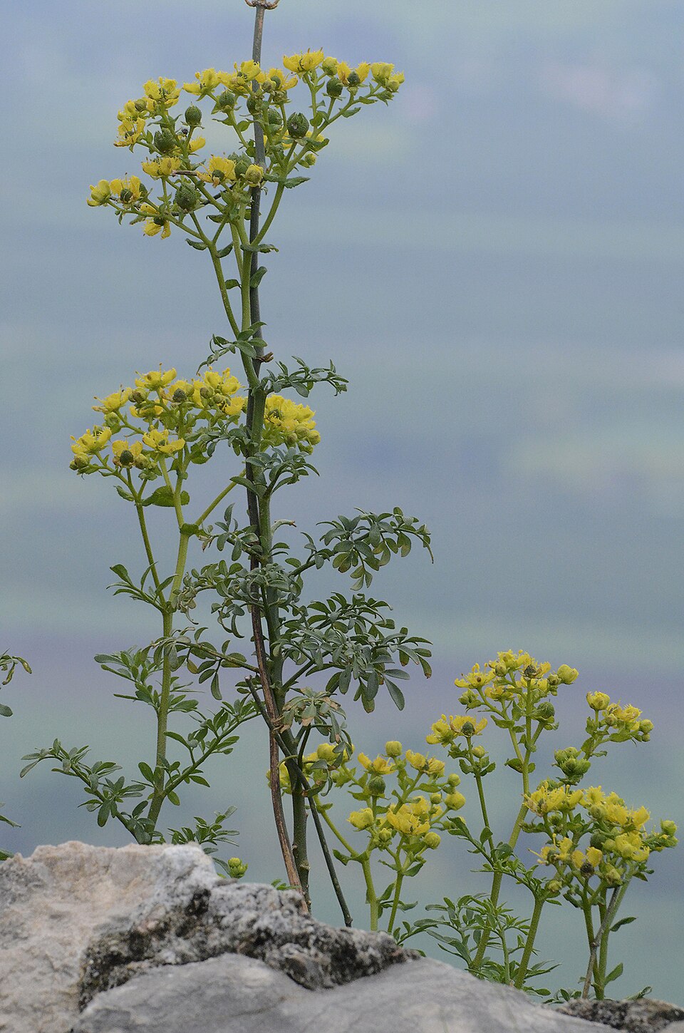 Fringed Rue photo 6