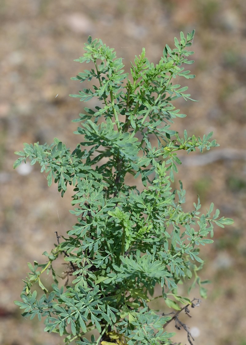 Fringed Rue photo 3