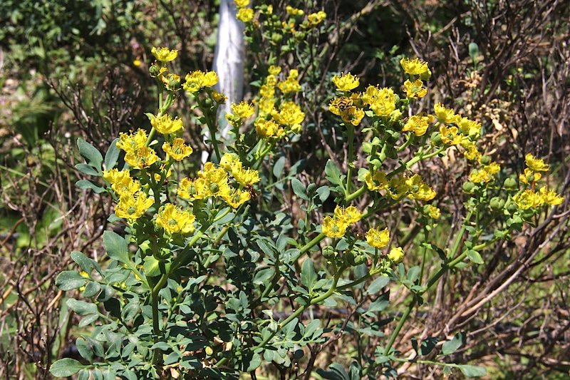 Fringed Rue photo 8