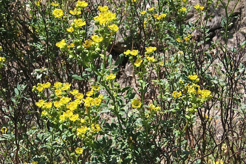 Fringed Rue photo 9