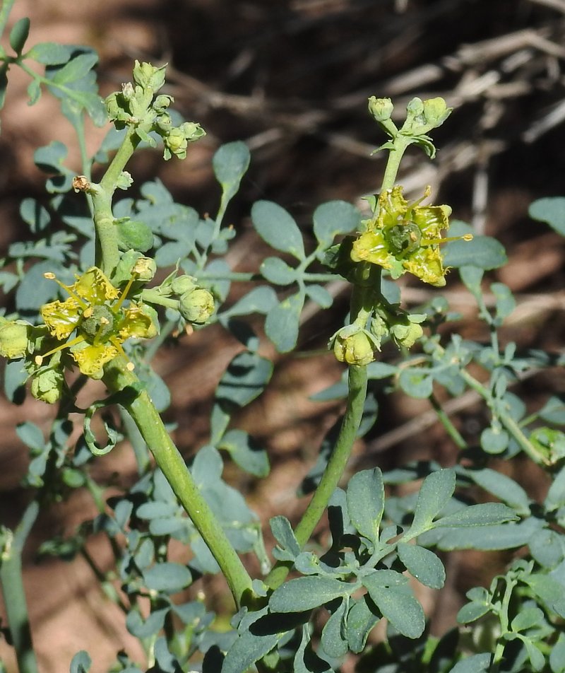 Fringed Rue photo 10