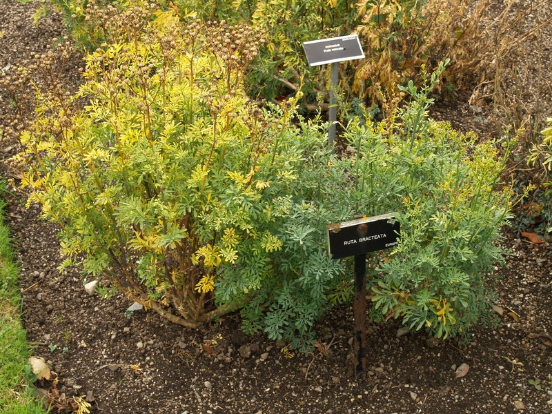 Ruta chalepensis subsp. chalepensis