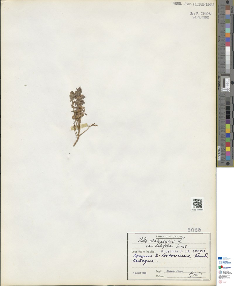 Ruta chalepensis subsp. chalepensis photo 2