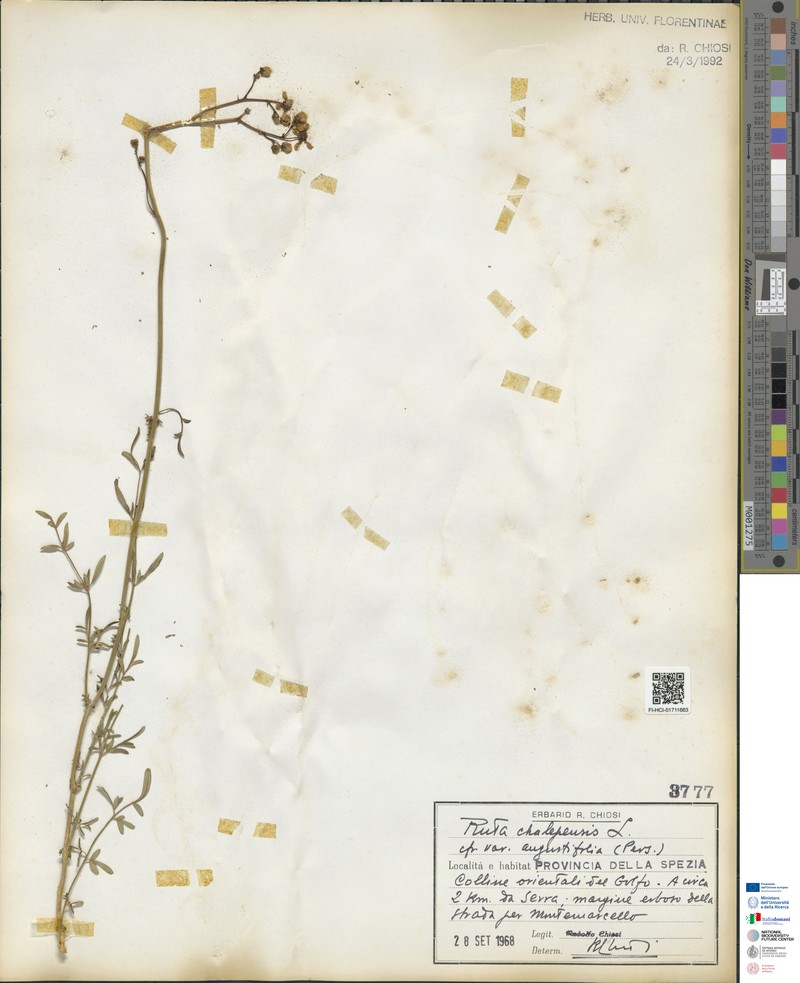 Ruta chalepensis subsp. chalepensis photo 3