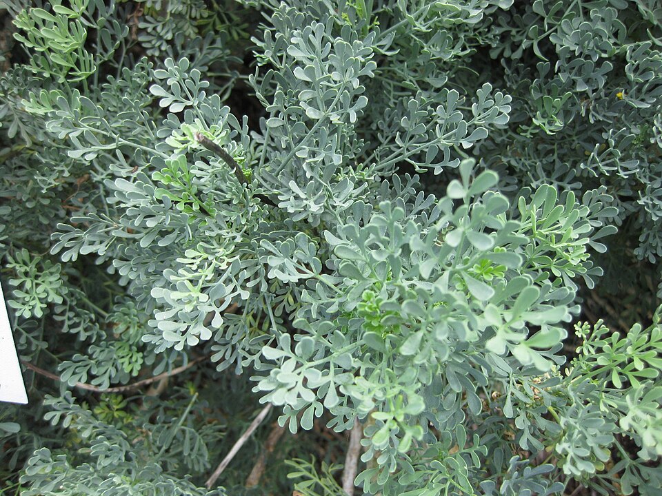 Common Rue photo 6