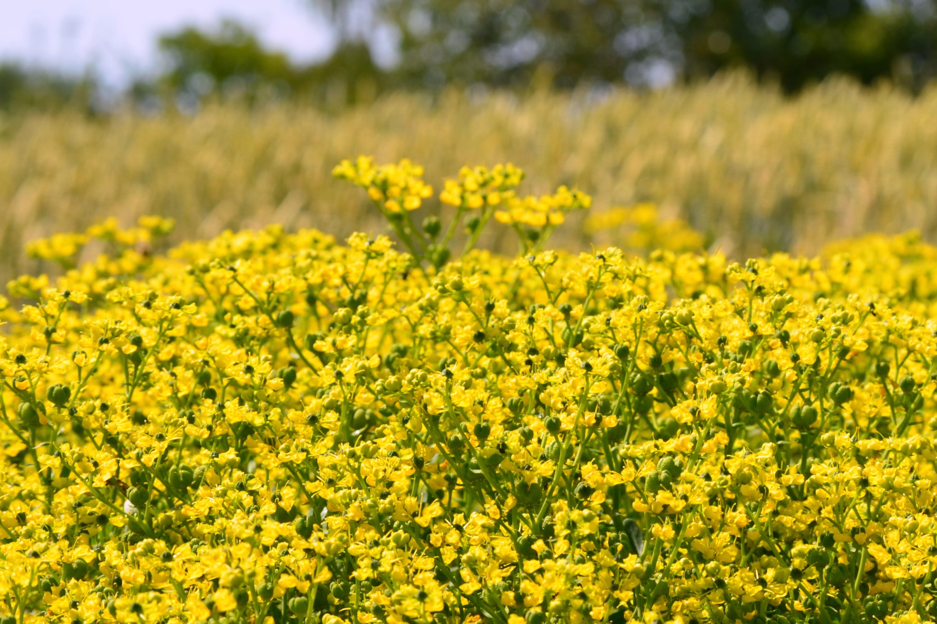 Common Rue photo 8