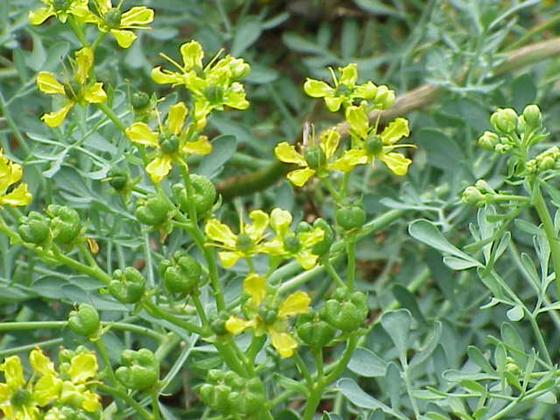 Common Rue photo 2