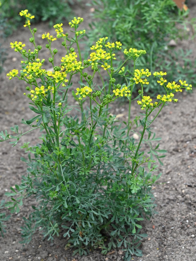 Common Rue photo 4