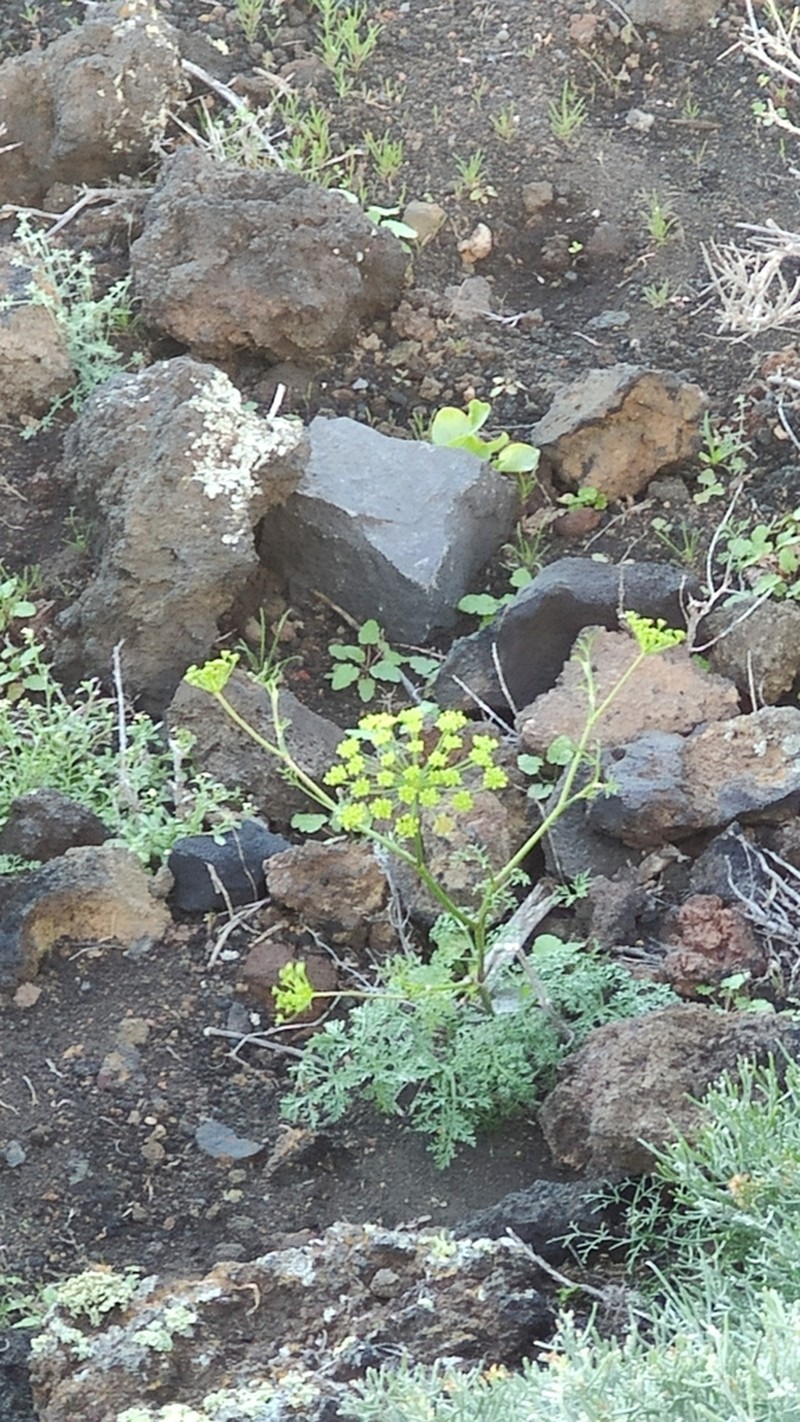 Rutheopsis tortuosa
