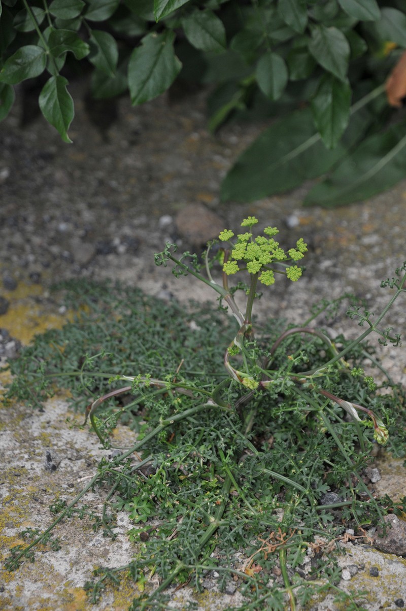 Rutheopsis tortuosa photo 5