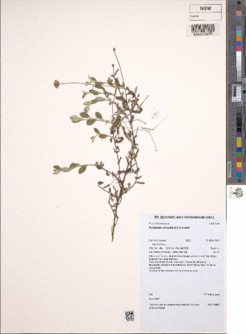 Rutidosis crispata