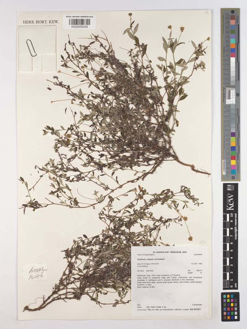 Rutidosis crispata photo 2