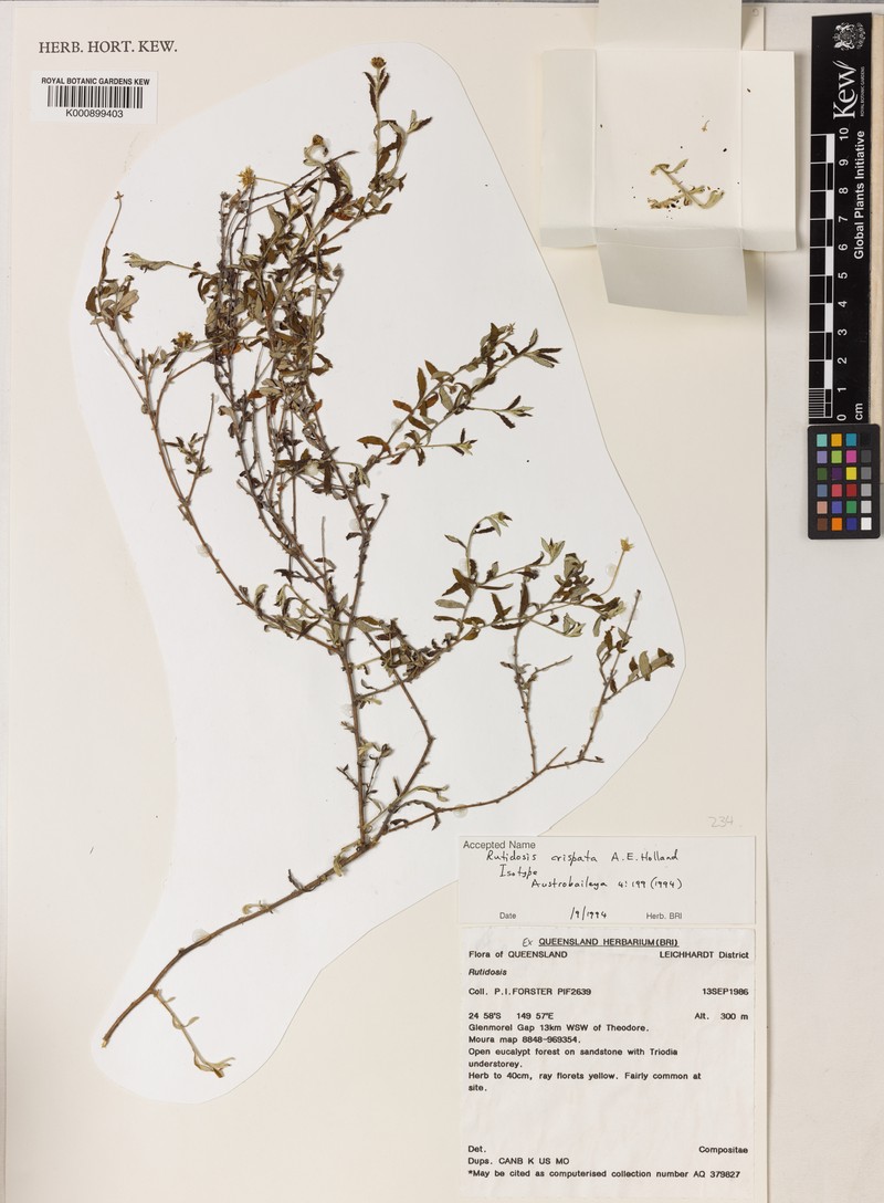 Rutidosis crispata photo 3
