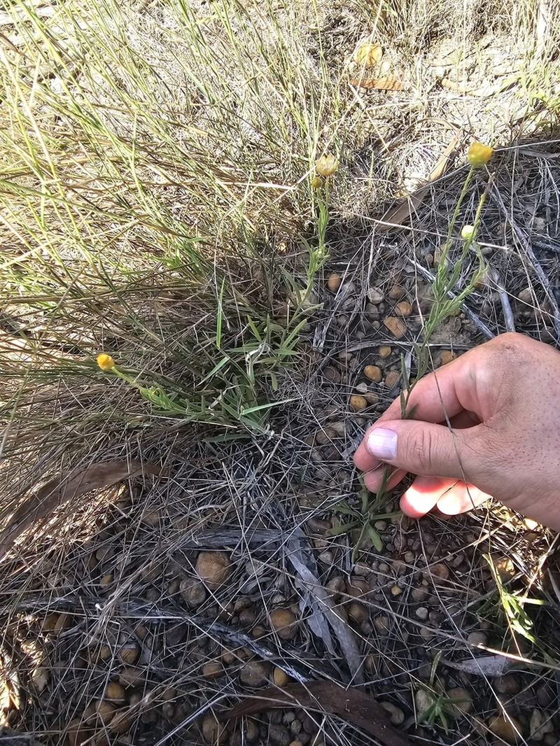 Rutidosis glandulosa