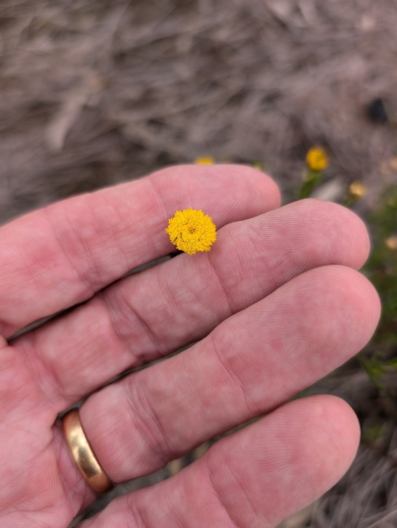 Rutidosis glandulosa photo 2