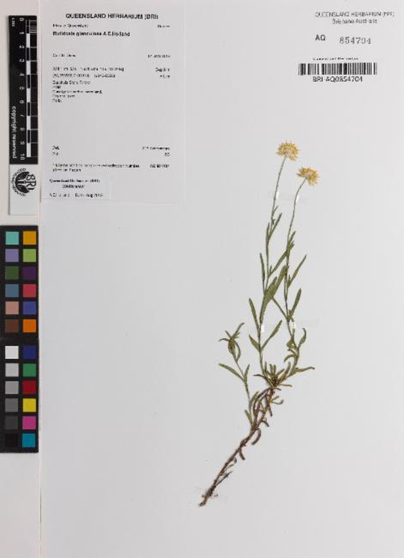 Rutidosis glandulosa photo 4