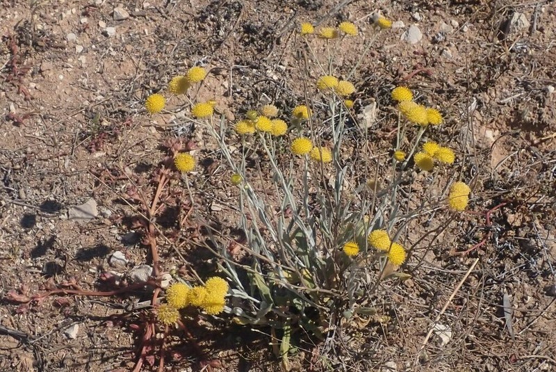 Rutidosis helichrysoides photo 2