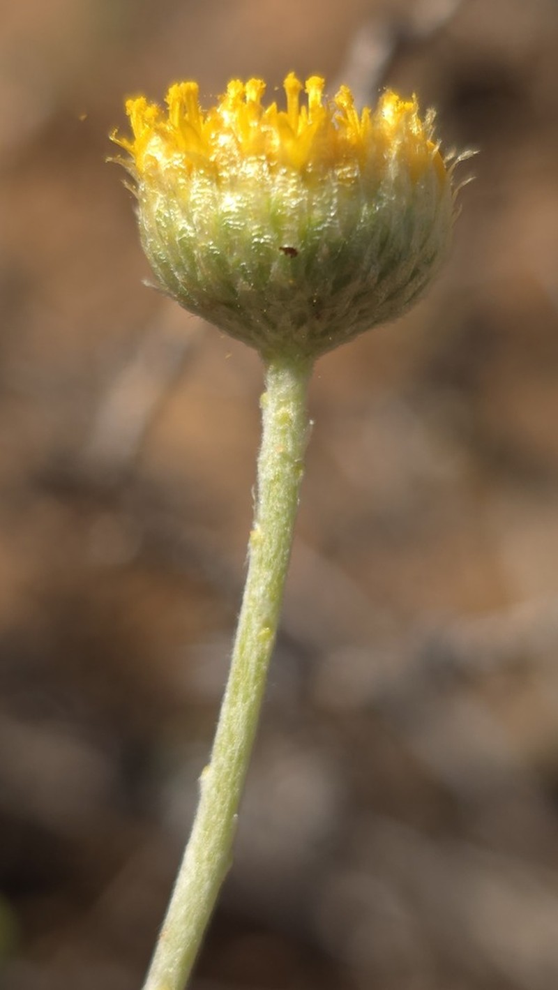 Rutidosis helichrysoides photo 3
