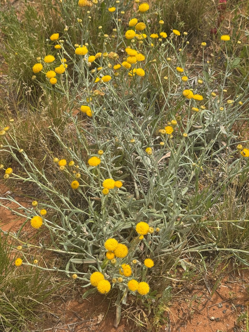 Rutidosis helichrysoides photo 4