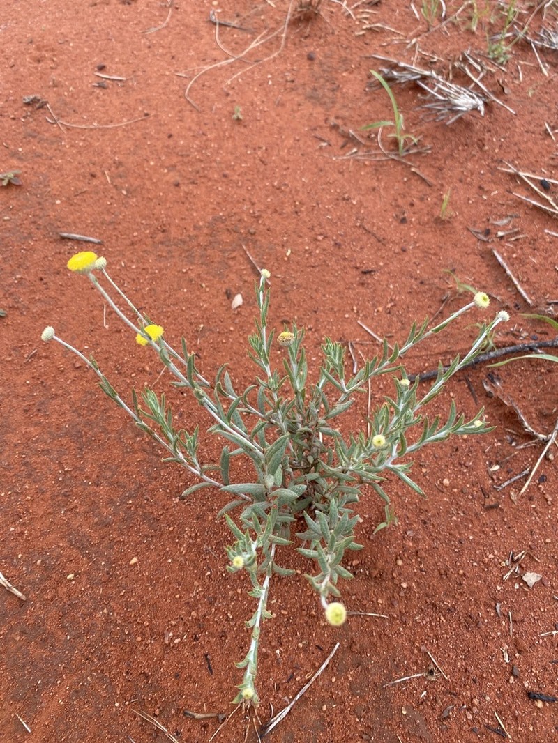 Rutidosis helichrysoides photo 5