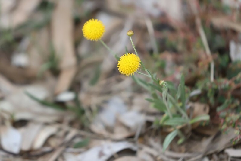 Rutidosis helichrysoides photo 6