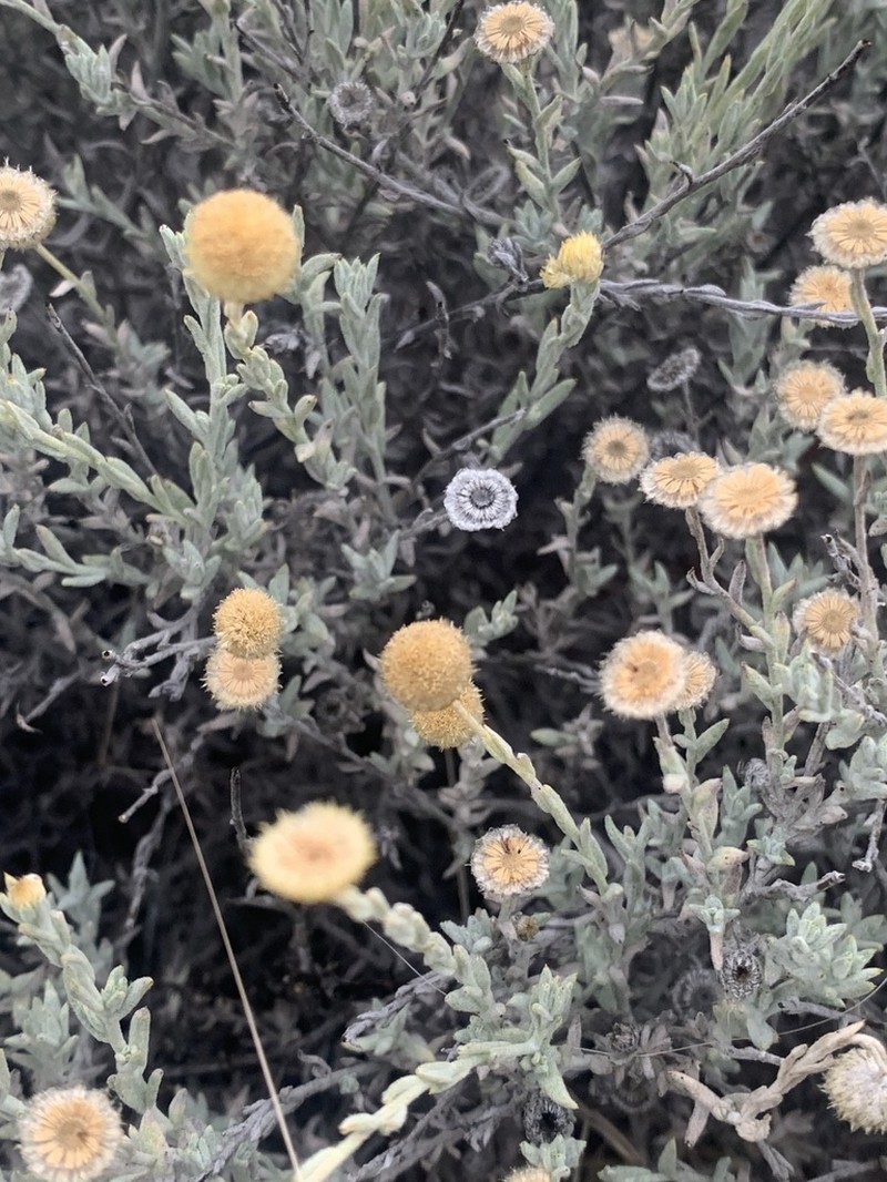 Rutidosis helichrysoides photo 7